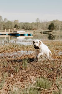 adult lab running in a field 