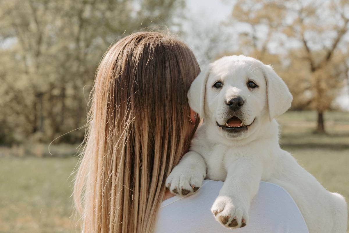 a white lab puppy looking over the shoulder of a woman