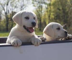 two cute puppies in the back of a truck