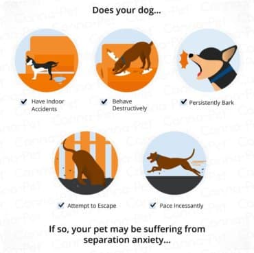 Symptoms of Separation Anxiety in Dogs infograph 