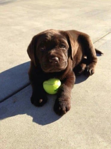 cute puppy playing with a tennis ball