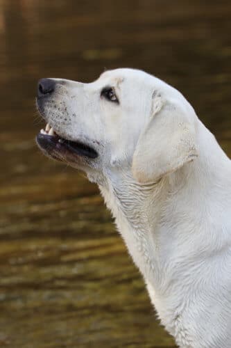 Block Headed Labrador