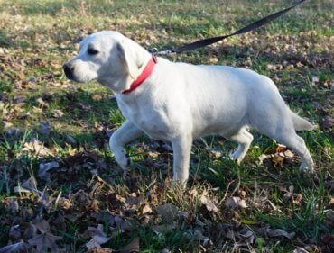 White lab walking through a field on a leash