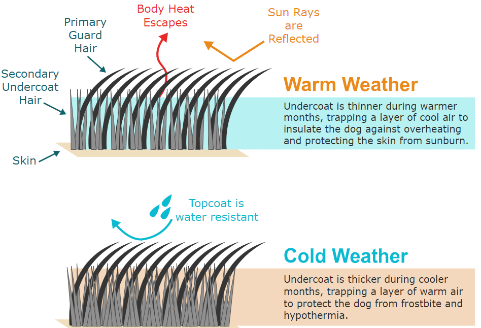 image showing how a lab's coat works