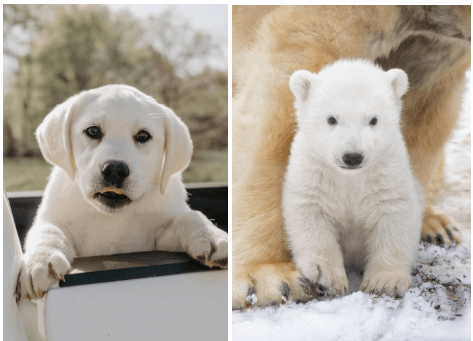 White lab puppy next to a baby polar bear