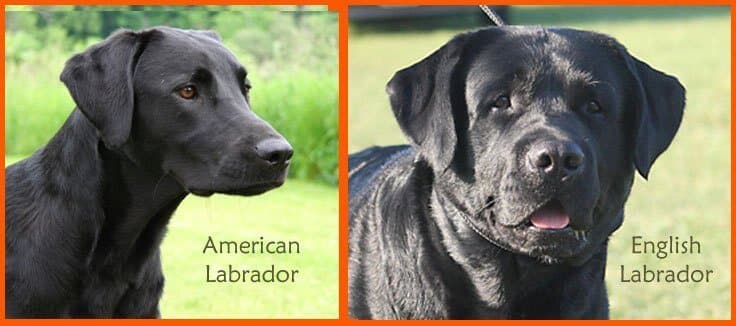 image comparing american and english labradors