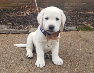 white lab puppy with a leaf