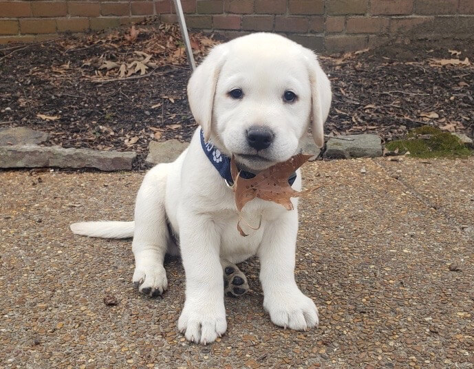 lab puppy with a leaf