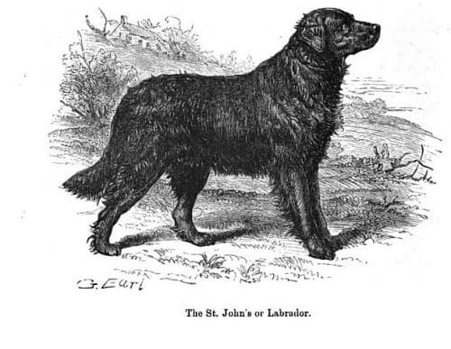 hand drawn image of st john's labrador 