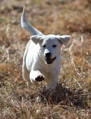 english lab puppy playing