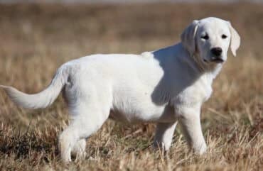 labrador standing in a field 