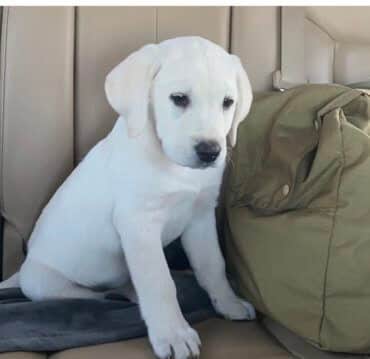 Puppy sitting on couch