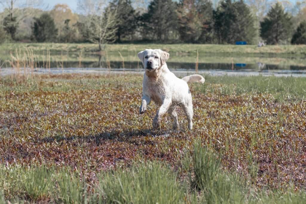 image of a full grown english lab running through the water and mud