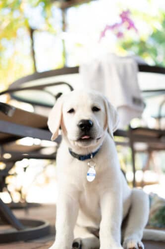 labrador puppy sitting on the ground