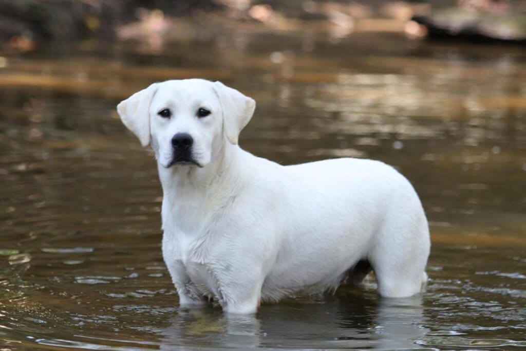 image of english labrador standing in the water 