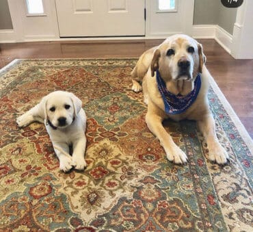 adult and puppy labrador on a carpet