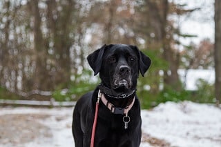 are labrador dogs protective