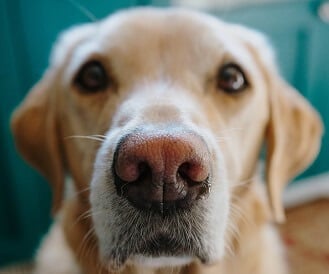 Curated visual reference: Visual Reference: Are Labrador Retrievers Hypoallergenic Why You Should Care