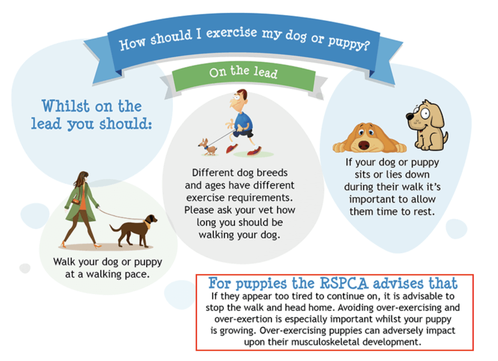 Why Dogs Need Exercise ✔️ Importance & Benefits