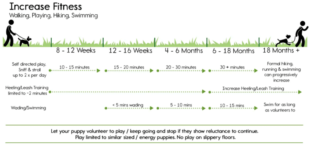How much to exercise your lab puppy