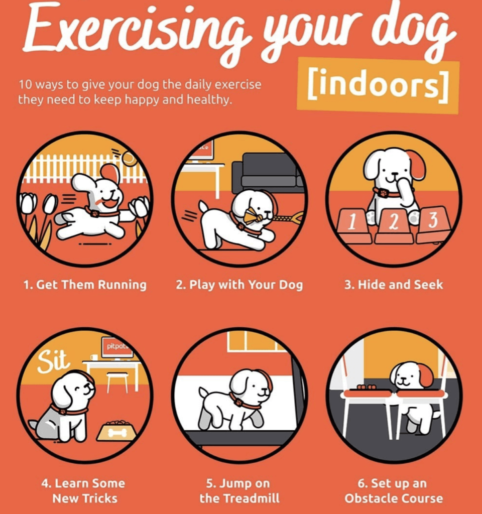 Exercising your dog infographic