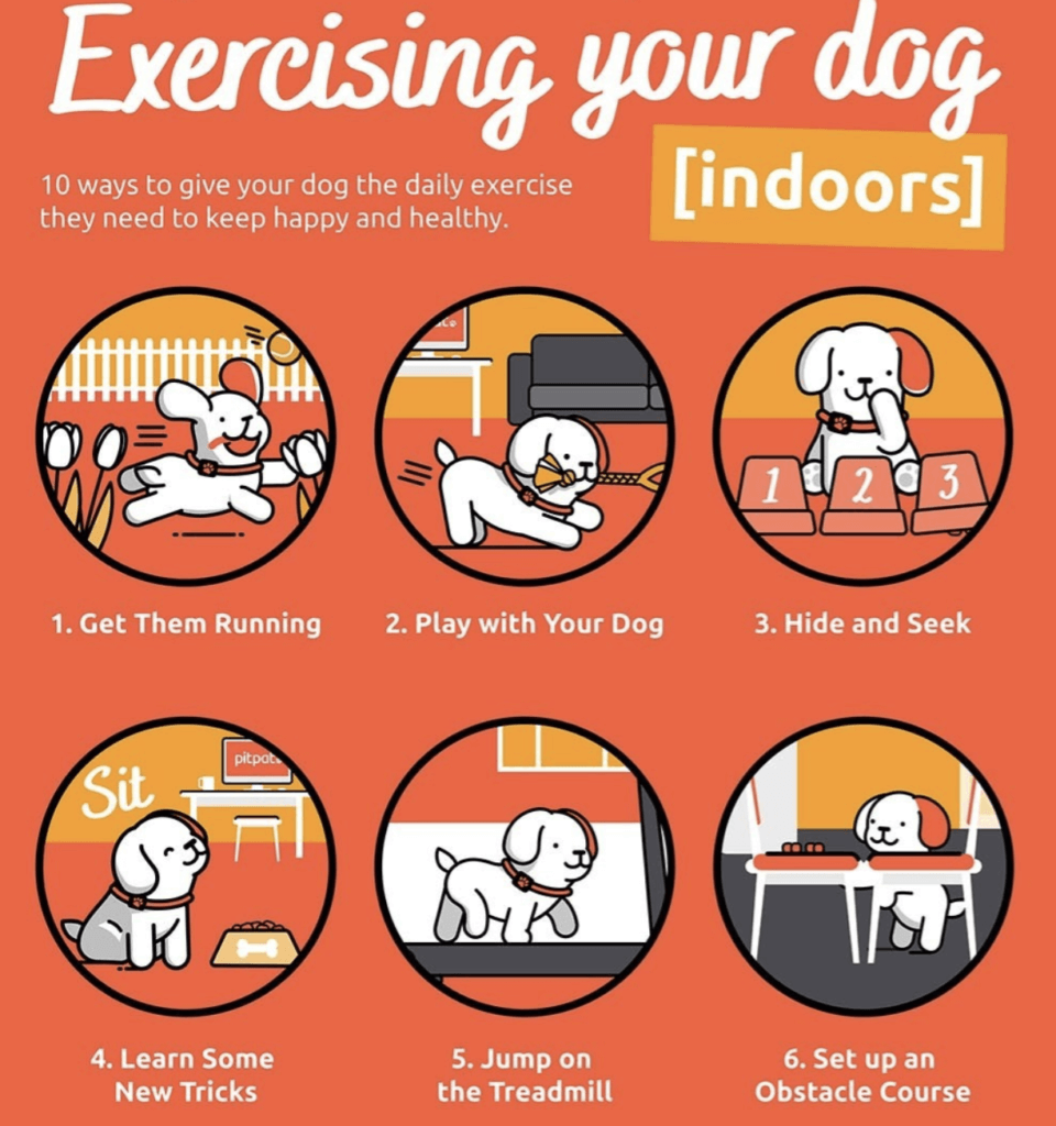 10 ways to engage your dog with indoor activities