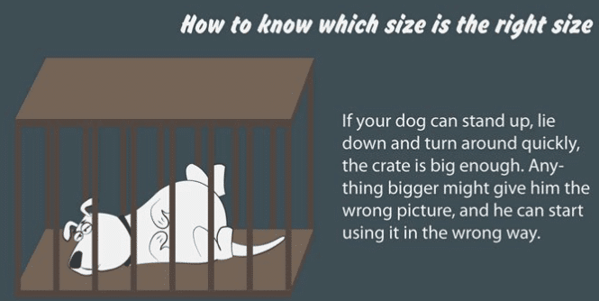 What Dog Size Crate