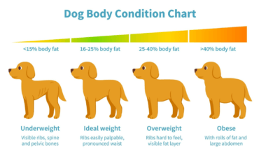 Dog Body Fat Chart