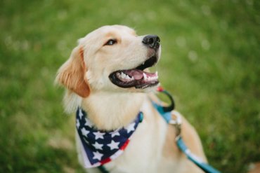 Golden Retriever