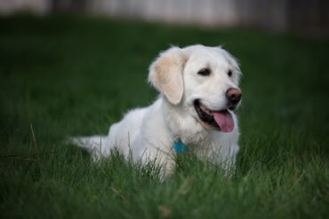 Golden Retriever Laying In Grass