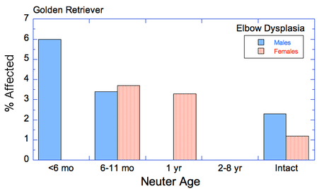 English Cream Golden Elbow Dysplasia Statistics