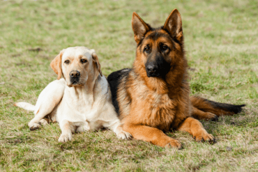 German Shepherd and White Lab Side by Side
