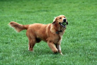 Golden Retriever Playing w/ Tennis Ball