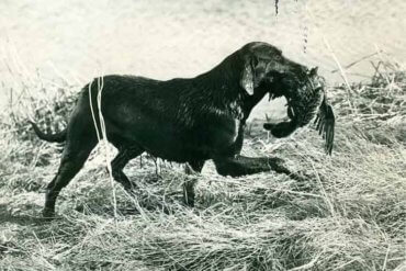 Vintage Photo of Lab Retriever Bird