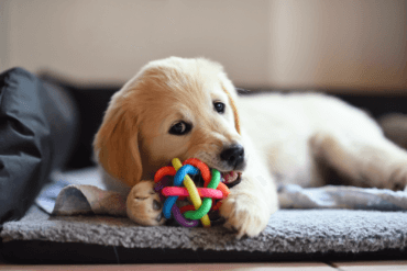 Golden Retriever playing with toy