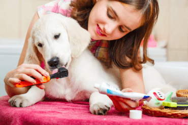 Golden Retriever Puppy Cleaning