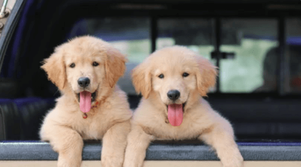 10 Important Tips for New Golden Retriever Owners 