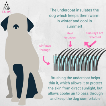 Undercoat Infographic