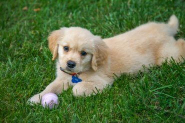 Golden Retriever Puppy Playing