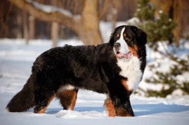 Bermese mountain dog portrait in winter
