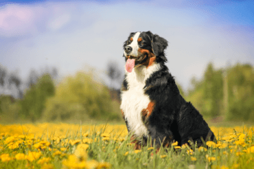 Happy bernese mountain dog in beautiful spring flower field