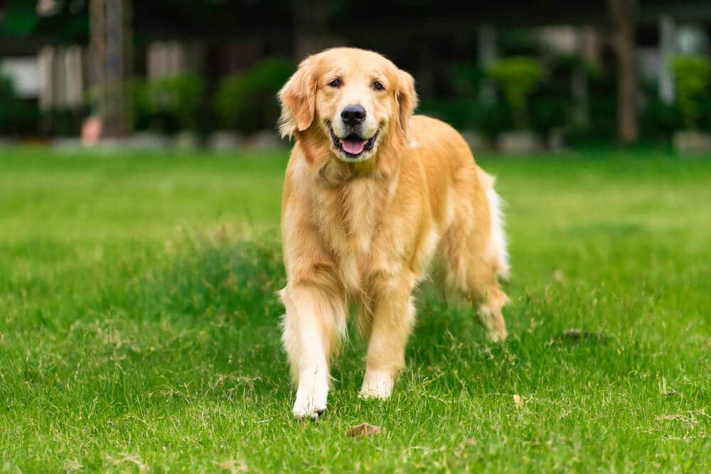 are golden retrievers hyper