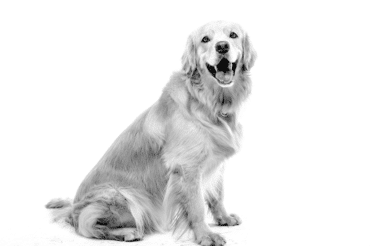 black and white photo of a golden retriever