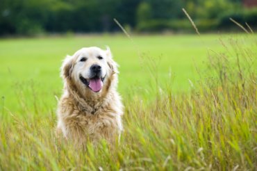 female golden retriever dog resting in a field of grass