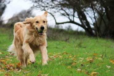 golden retriever dog running in a field of grass with a tennis ball in mouth