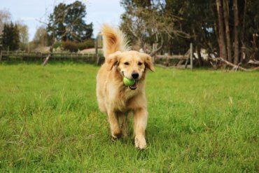 golden retriever dog running with tennis ball in mouth