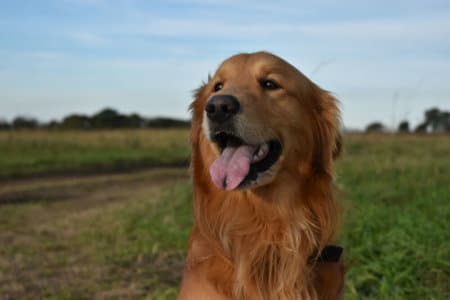 Famous golden retrievers shop in history
