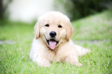 golden retriever puppy laying in grass