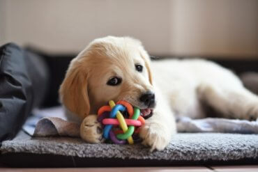 golden retriever puppy playing with a toy while laying down