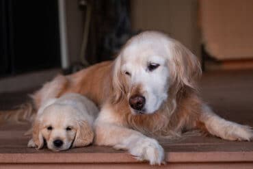 Adult golden retriever with puppy